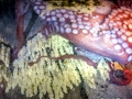 Giant Pacific Octopus