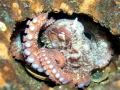 Giant Pacific Octopus