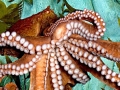 Giant Pacific Octopus