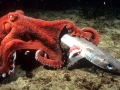 Giant Pacific Octopus