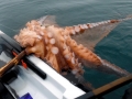 Giant Pacific Octopus