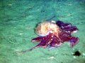 Giant Pacific Octopus