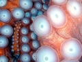 Giant Pacific Octopus