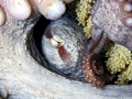 Giant Pacific Octopus