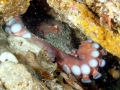 Giant Pacific Octopus