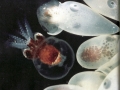 Giant Pacific Octopus