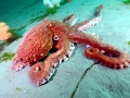 Giant Pacific Octopus