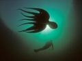 Giant Pacific Octopus
