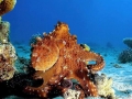 Giant Pacific Octopus