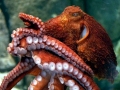 Giant Pacific Octopus