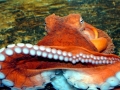 Giant Pacific Octopus