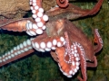 Giant Pacific Octopus