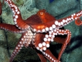 Giant Pacific Octopus