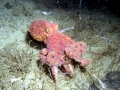Giant Pacific Octopus