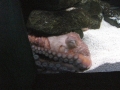 Giant Pacific Octopus