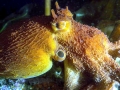 Giant Pacific Octopus