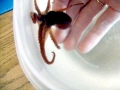 Giant Pacific Octopus