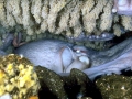 Giant Pacific Octopus