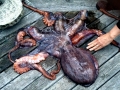 Giant Pacific Octopus