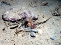 Giant Pacific Octopus