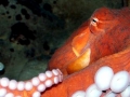 Giant Pacific Octopus