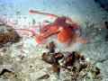 Giant Pacific Octopus