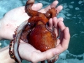 Giant Pacific Octopus