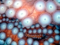 Giant Pacific Octopus