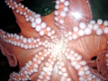 Giant Pacific Octopus