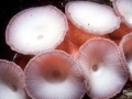 Giant Pacific Octopus