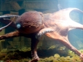 Giant Pacific Octopus