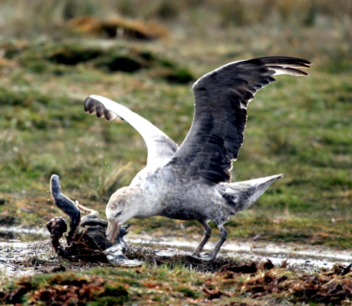 Giant Petrel