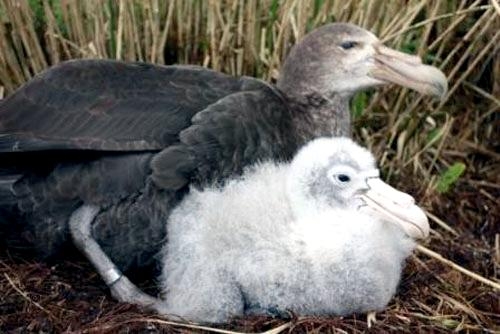 Giant Petrel