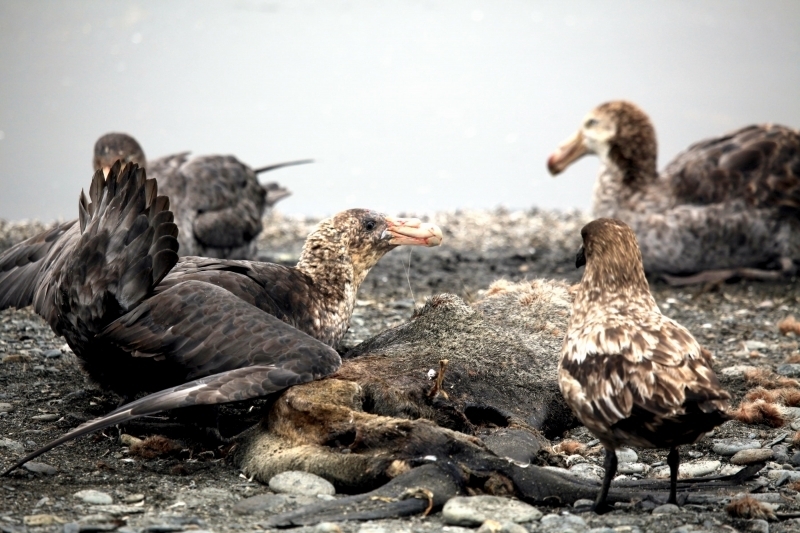 Giant Petrel