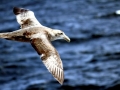 Giant Petrel