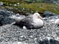 Giant Petrel