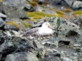 Giant Petrel