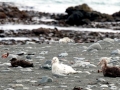 Giant Petrel