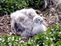 Giant Petrel