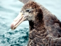 Giant Petrel