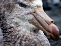 Giant Petrel