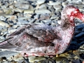 Giant Petrel