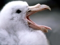 Giant Petrel