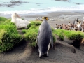 Giant Petrel