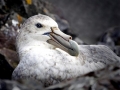 Giant Petrel