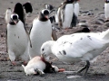 Giant Petrel