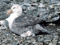 Giant Petrel