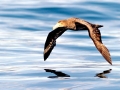 Giant Petrel