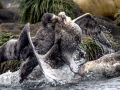 Giant Petrel