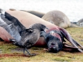 Giant Petrel